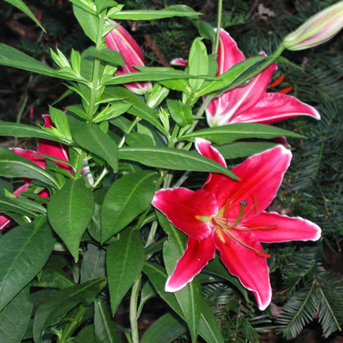 Lilium Cobra